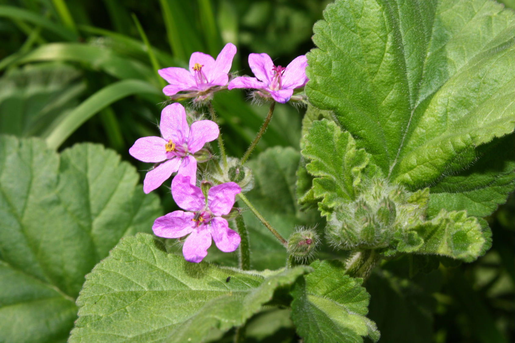 Erodium malacoides (Geraniaceae)